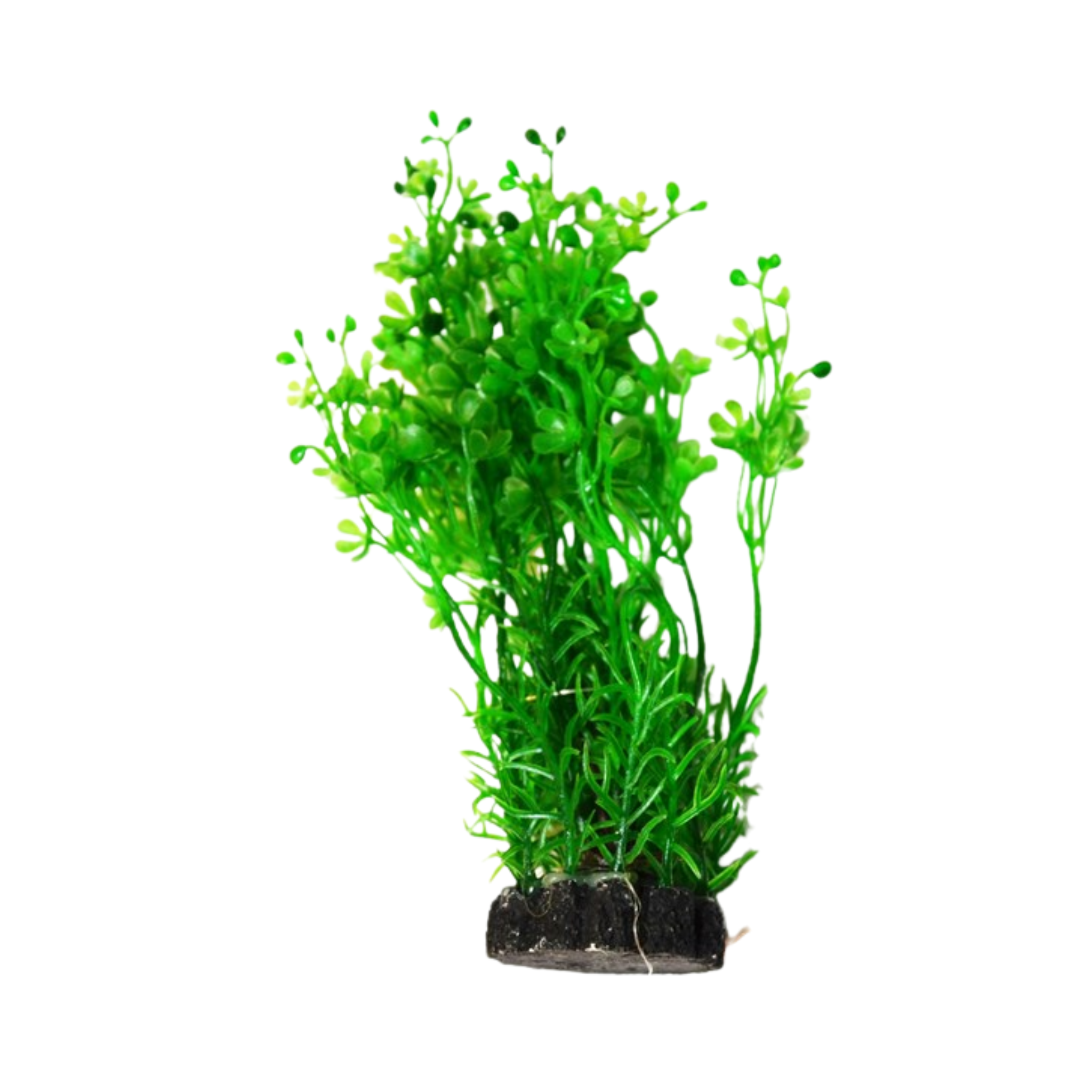 Aquael Tuft Plant CP-057 6 (15cm)